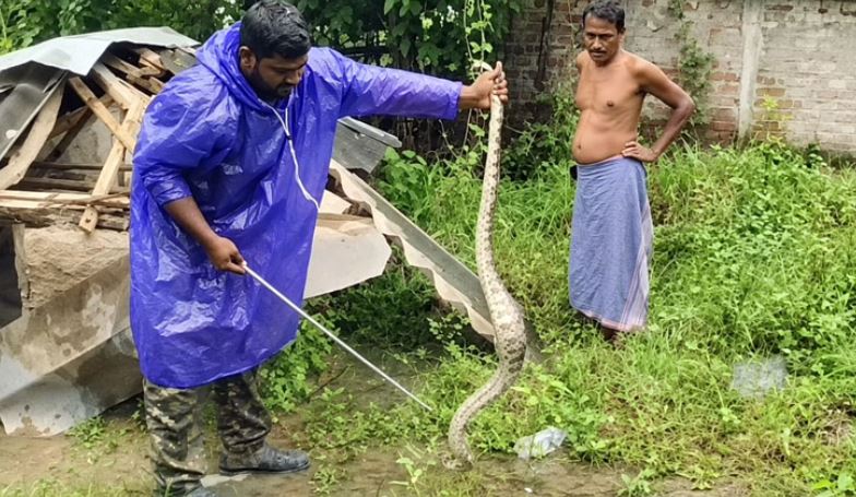 8-Foot Python Rescued From House in Baleshwar, Released Into Kuldiha Sanctuary
